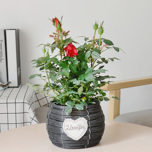 玫瑰盆栽四季开花好养带花苞室内阳台庭院包邮花卉绿植盆景胡小向