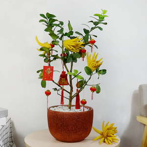 佛手盆栽客厅招财