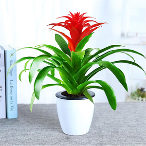 鸿运当头盆栽大红星带花绿植办公室家居盆景小凤梨红玉扇植物花卉