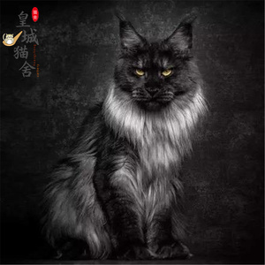 纯种烟灰色缅因猫幼猫大型银虎斑宠物猫棕虎斑赛级库恩猫活体布偶