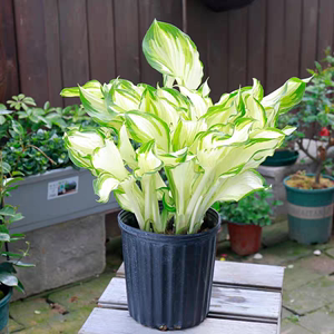 花叶玉簪花苗 观叶阳台多年生耐旱庭院植物花卉阳台盆栽