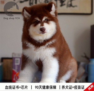 熊版啊拉斯加幼犬纯种巨型白色买狗狗宠物狗活体萨摩耶大型犬