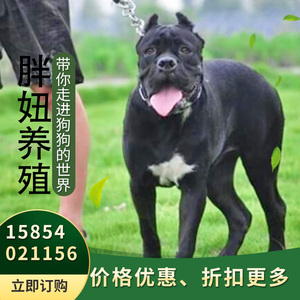 纯种卡斯罗犬幼犬活体巨型猛犬护卫犬家养意大利血统卡斯罗犬幼崽