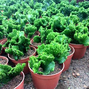 多肉植物膨彭珊瑚光棍树办公室室内防辐射绿植盆栽耐旱美观很好养