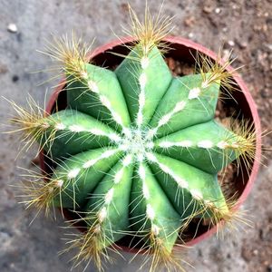 仙人球植物银冠