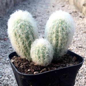 仙人球【老乐柱】多肉植物迷你球毛绒绒不扎手 吸甲醛防辐射包邮