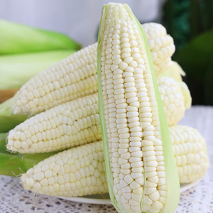 新鲜白糯玉米现摘嫩甜玉米9斤当季鲜玉米棒子生苞米花水果整箱10