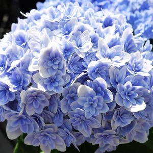 ɽԲ԰԰Ʊ_ʡֲ԰Ʊ_ֳʡ 