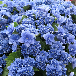 花都之韵 卑弥呼进口大花绣球重瓣绣球绿植盆栽园艺花卉 庭院植物