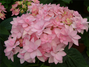 花都之韵 大花绣球你我的浪漫 重瓣绣球 阳台庭院盆栽植物
