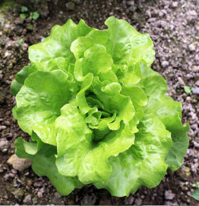 四季生菜苗红莴笋苗早春秋冬季青皮莴苣秧苗香芹菜苗耐寒叶用种子