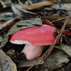 广西红椎菌2斤包邮新鲜红菇现摘现发正宗野生