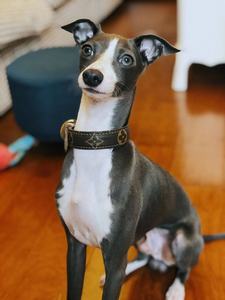 意大利小灵缇犬幼犬纯种小灵缇灰狗奥利奥同款宠物狗青色小灵缇犬