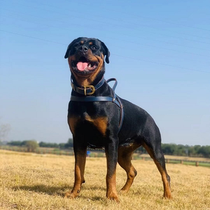 罗威纳幼犬纯种罗威纳犬赛级双血统德系护卫犬罗威那护院防暴犬