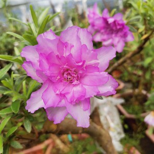 岸牡丹杜鹃花耐寒耐热稀有名贵品种紫色重瓣花带淡淡清香味