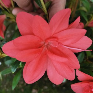 稀有日本皋月杜鹃沙浪名贵杜鹃花盆栽阳台绿植花卉四季开花