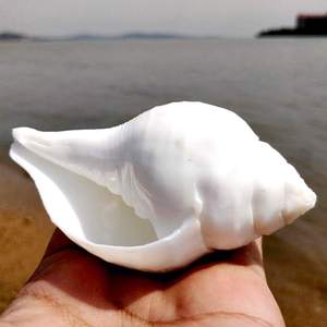 天然大白海螺佛教用品右旋密宗海螺佛家法器供螺尼泊尔印度铅螺