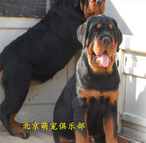 罗威纳犬活体 纯种罗威纳幼犬 巨型护卫犬杜宾卡斯罗比特杜高出售