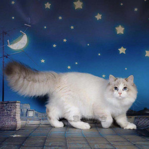 布偶猫幼猫活体山猫纹双色蓝眼猫咪活幼体纯种宠物猫幼崽活物抖音