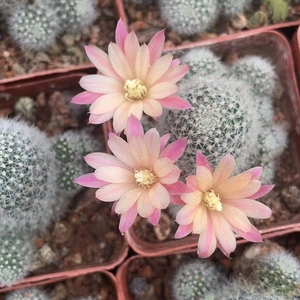 粉蝶宝山属仙人球