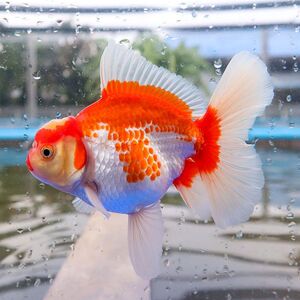 观赏鱼百褶泰狮高背将军体金鱼水族冷水麒麟红白全红五花自有渔场
