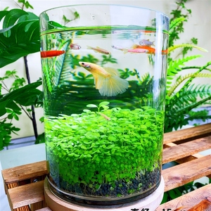 直筒大缸创意桌面生态鱼缸圆形玻璃金鱼缸水培微景观绿植套装造景