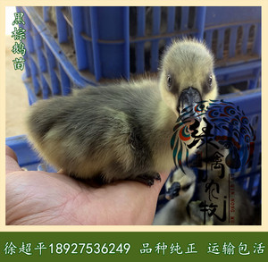 黑棕鹅苗-乌棕鹅苗-清远鹅苗-品种优良-包打疫苗广东三大名鹅之一