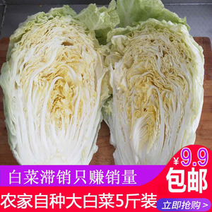 现货山东农村露天霜冻新鲜大白菜黄芽菜大娃娃菜时令蔬菜5斤包邮