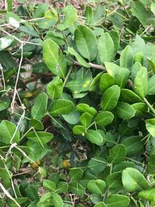 新鲜野生狗骨刺狗骨根可下火去湿狗骨簕山桔簕中草草药 东风桔 酒