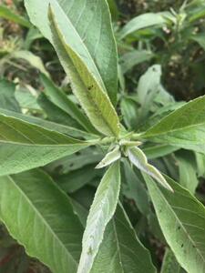 新鲜大山大风艾 新鲜大风草 艾纳香 牛耳艾  月子洗澡草发货500克