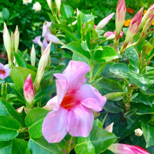 川雅 双腺藤飘香藤盆栽爬藤多年生藤本植物花卉阳台庭院花园窗台