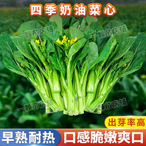 广东四九菜心菜种籽白菜苔种子红菜苔多芽菜心种青菜菜籽种孑南方