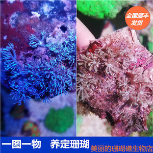 蓝鬼爪珊瑚 闪千手珊瑚品种好养活包损海缸观赏活体生物包活顺丰