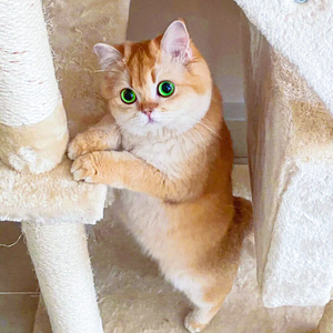 英短金渐层幼猫纯种ny12色猫咪活物绿眼英国短毛猫赛级血统宠物猫