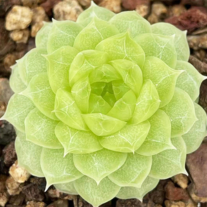 海王多肉精品冰油透阳台室内景天科趣味多肉庭院盆栽容易养104