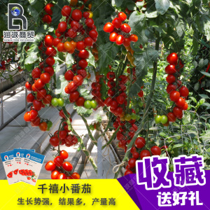 台湾农友千禧小番茄种子 海南圣女果樱桃小西红柿四季播高产包邮