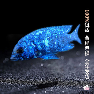 三湖慈鲷马鲷鱼爆花蓝宝石中马类热带淡水观赏鱼活体包邮