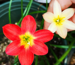 耐热风雨兰|新加坡的骄傲z.pride of singapore小新|宜盆栽花卉