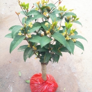 紫云苗木花卉全年开花的花桂花树苗四季常青植物蓝色大型状元红金