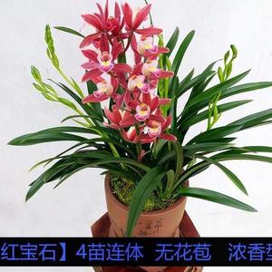矮种浓香型兰花苗【金太子】四季兰建兰花盆栽室内花卉绿植好养