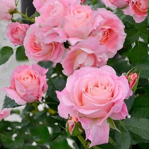 海神王月季大花微月浓香玫瑰花苗室内外阳台花卉盆栽庭院