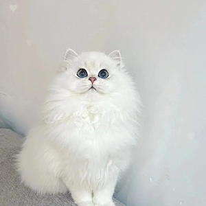 家养纯种金吉拉幼猫纯白拿破仑长毛猫曼基康矮脚猫咪活泼可爱活物