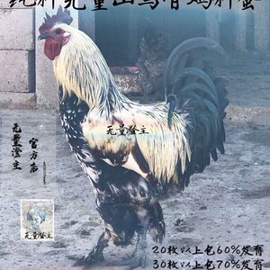 云南无量山乌骨鸡