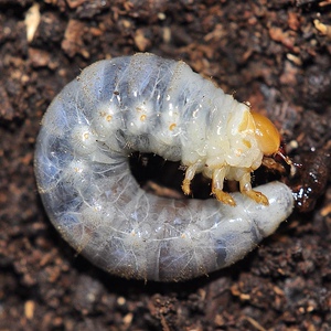 印尼金锹宠物甲锹形虫幼虫入门品种多色系宠物昆虫送孩子礼物甲虫