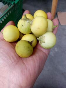 苦颠茄 苦天茄 刺天茄全株 根部 果实 新鲜中草药(多省包邮)