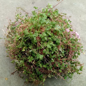 现采新鲜黄花酢浆草 酸浆草 酸酸草 斑鸠酸 野生中草药500克