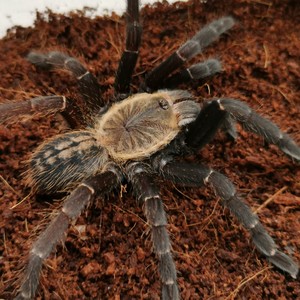 东南亚捕鸟之王巴赫马地老虎3-10厘米宠物活体蜘蛛宠物比较凶猛