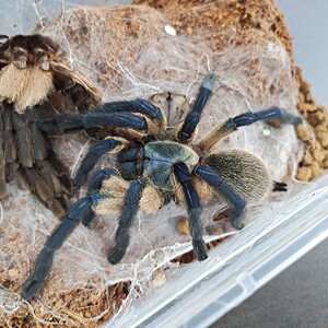 梦幻捕鸟蛛索科特拉梦幻蓝巴布1cm幼体 群养宠物天上掉下个大包子
