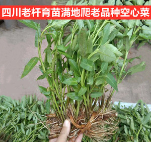 餐饮生鲜 农业种子种苗 蔬菜种子种苗 藤空心菜苗