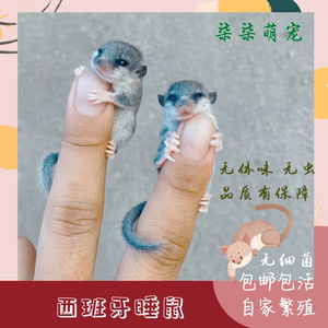 疫苗种西班牙睡鼠幼崽活体宠物拇指鼠亲人粘人宿舍小宠物懒人宠物